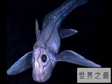 【图】身材是半透明的且体型十分小的可怕的吸血鱼