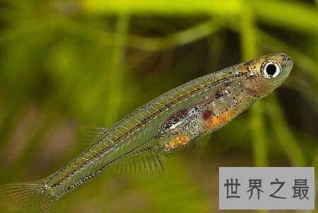 【图】身材是半透明的且体型十分小的可怕的吸血鱼