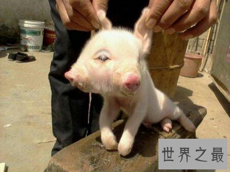 【图】基因变异猪里的器官移到人类身上真的不会产生