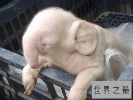 【图】基因变异猪里的器官移到人类身上真的不会产生