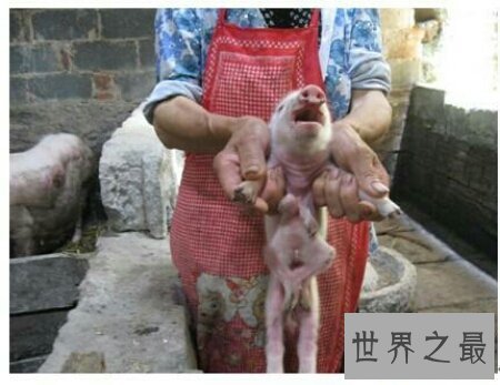 【图】基因变异猪里的器官移到人类身上真的不会产生