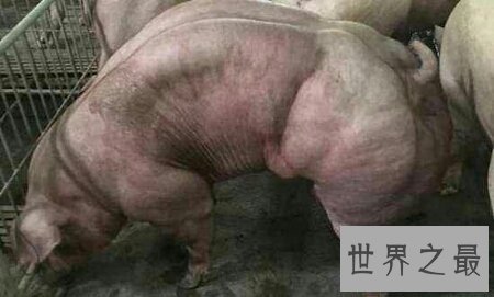 【图】基因变异猪里的器官移到人类身上真的不会产生