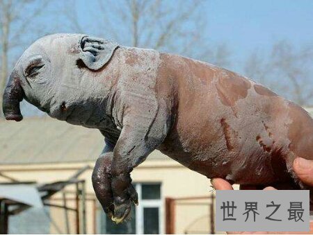 【图】基因变异猪里的器官移到人类身上真的不会产生