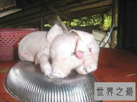 【图】基因变异猪里的器官移到人类身上真的不会产生