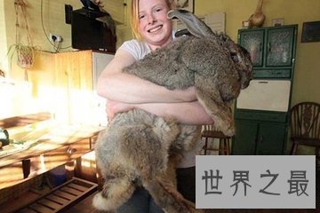 【图】大流士兔子 世界上最大的兔子 体重和一成年女士