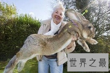 【图】大流士兔子 世界上最大的兔子 体重和一成年女士