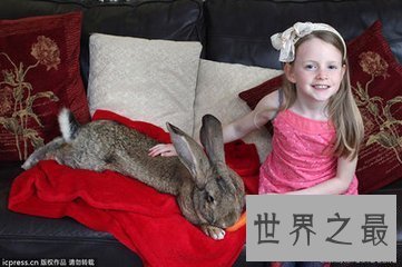 【图】大流士兔子 世界上最大的兔子 体重和一成年女士
