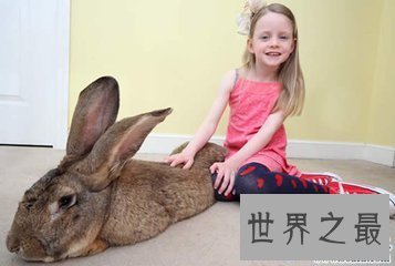 【图】大流士兔子 世界上最大的兔子 体重和一成年女士