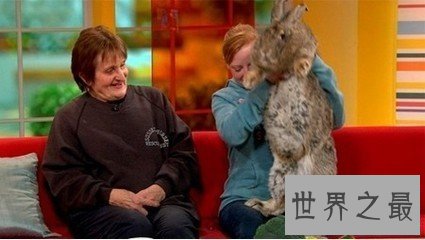 【图】大流士兔子 世界上最大的兔子 体重和一成年女士