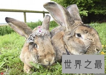 【图】大流士兔子 世界上最大的兔子 体重和一成年女士