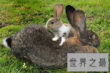 【图】大流士兔子 世界上最大的兔子 体重和一成年女士
