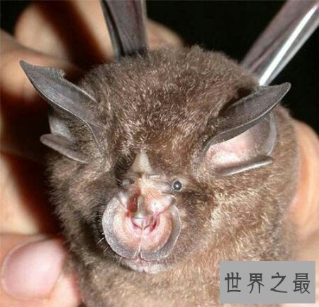 【图】SARS病毒的自然宿主中华菊头蝠你了解多少呢