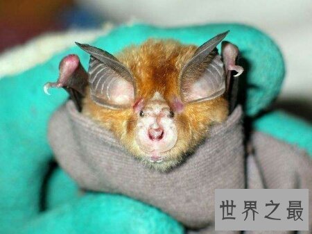 【图】SARS病毒的自然宿主中华菊头蝠你了解多少呢