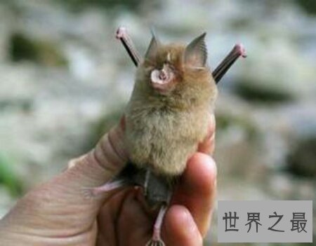 【图】SARS病毒的自然宿主中华菊头蝠你了解多少呢