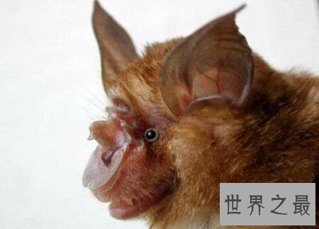 【图】SARS病毒的自然宿主中华菊头蝠你了解多少呢