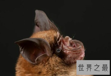 【图】SARS病毒的自然宿主中华菊头蝠你了解多少呢