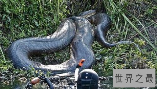 【图】最大的蟒蛇史前动物泰坦蟒蛇的恐惧之处