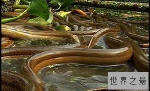 【图】最大的黄鳝长达1.5米重达36斤是黄鳝中的王者