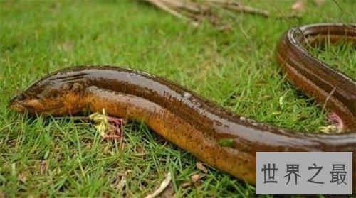 【图】最大的黄鳝长达1.5米重达36斤是黄鳝中的王者