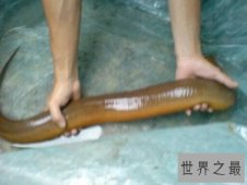 【图】最大的黄鳝长达1.5米重达36斤是黄鳝中的王者
