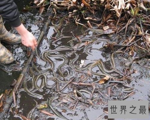 【图】最大的黄鳝长达1.5米重达36斤是黄鳝中的王者