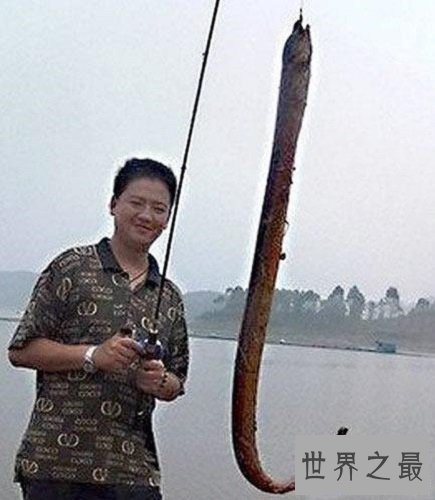 【图】最大的黄鳝长达1.5米重达36斤是黄鳝中的王者