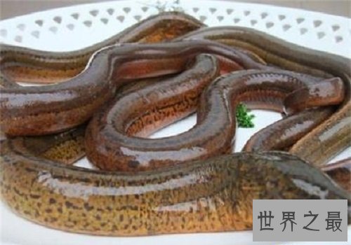 【图】最大的黄鳝长达1.5米重达36斤是黄鳝中的王者