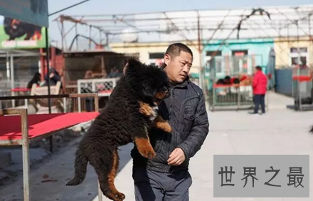 【图】殊不知纯种藏獒从一路哄抢到出镜危殆的过程