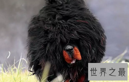 【图】殊不知纯种藏獒从一路哄抢到出镜危殆的过程