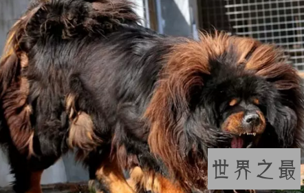 【图】殊不知纯种藏獒从一路哄抢到出镜危殆的过程