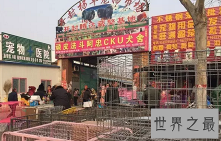 【图】殊不知纯种藏獒从一路哄抢到出镜危殆的过程