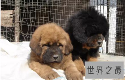 【图】殊不知纯种藏獒从一路哄抢到出镜危殆的过程