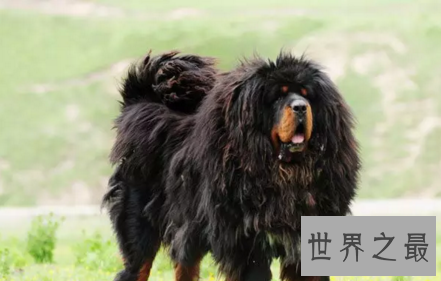 【图】殊不知纯种藏獒从一路哄抢到出镜危殆的过程