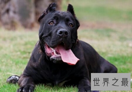 【图】世界上的猛犬有许多种 那种最可怕啊
