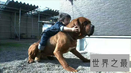 【图】世界上的猛犬有许多种 那种最可怕啊
