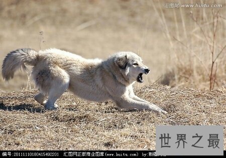 【图】世界上的猛犬有许多种 那种最可怕啊