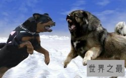 【图】世界上的猛犬有许多种 那种最可怕啊