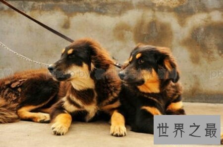 【图】世界上的猛犬有许多种 那种最可怕啊
