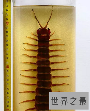 【图】要是见到世界上最大的蜈蚣 记得要故作淡定