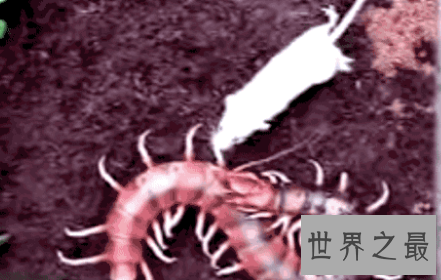 【图】要是见到世界上最大的蜈蚣 记得要故作淡定