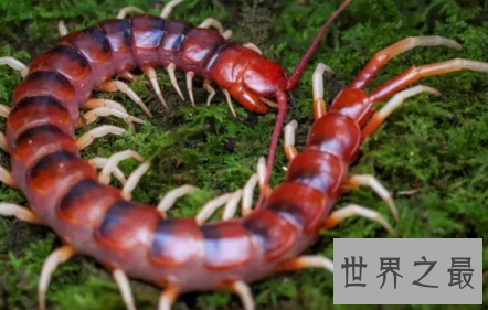 【图】要是见到世界上最大的蜈蚣 记得要故作淡定