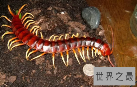 【图】要是见到世界上最大的蜈蚣 记得要故作淡定