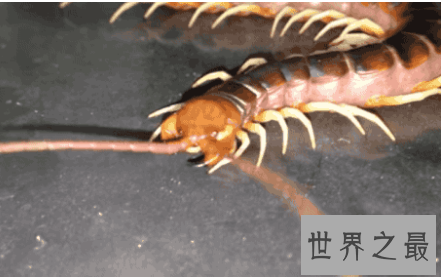 【图】要是见到世界上最大的蜈蚣 记得要故作淡定