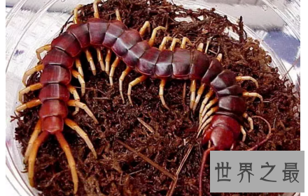 【图】要是见到世界上最大的蜈蚣 记得要故作淡定