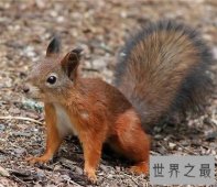 【图】什么动物冬眠 冬眠对于动物都有什么好处