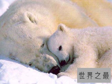 【图】什么动物蛰伏 蛰伏对于动物都有什么益处