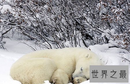 【图】什么动物蛰伏 蛰伏对于动物都有什么益处