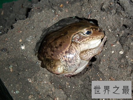 【图】什么动物蛰伏 蛰伏对于动物都有什么益处