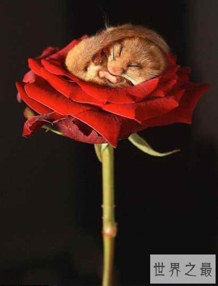 【图】什么动物蛰伏 蛰伏对于动物都有什么益处