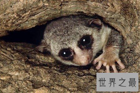 【图】什么动物蛰伏 蛰伏对于动物都有什么益处